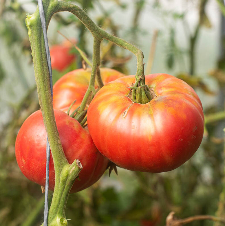 Big tomato "1884", крупноплодный томат из Северной Америки